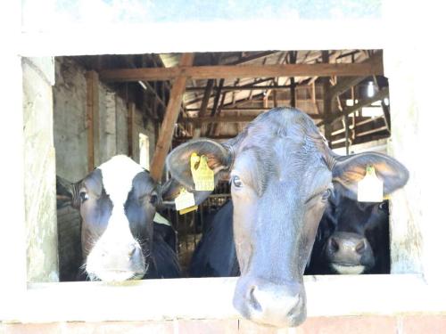 a group of cows looking out of a window at Holiday home Heinrich in Kappeler Niederstrich