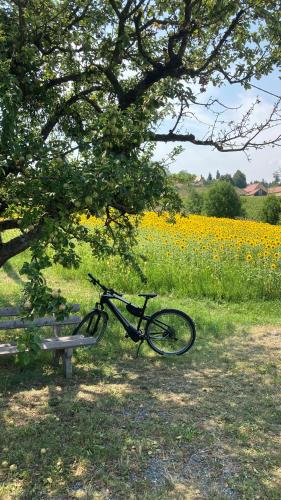 Radfahren an der Unterkunft LOGIS125 I Barbara Hofmann oder in der Nähe