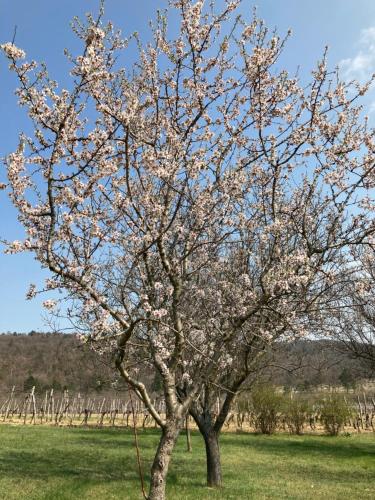 Imagen de la galería de Holiday Home in Dörgicse Vineyard, en Dörgicse
