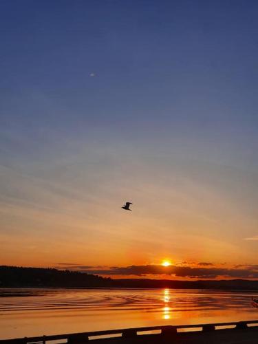 a bird flying over the water at sunset at Sjarmerende leilighet i hjerte av Tønsberg by in Tønsberg
