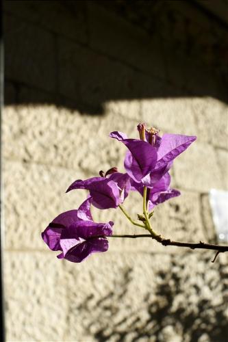 Fotografie z fotogalerie ubytování Heritage Villa Nobile v Dubrovníku