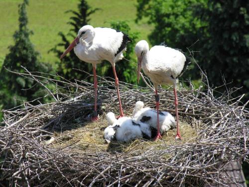 eine Gruppe von Vögeln, die auf einem Nest stehen in der Unterkunft Ferienwohnung Storchenblick in Herbolzheim