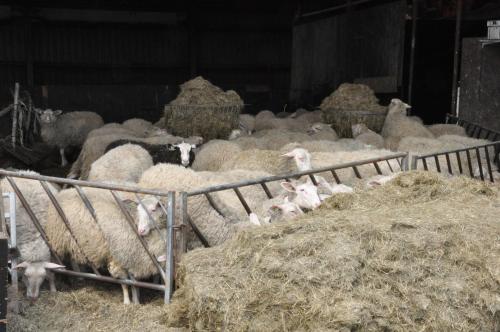 a herd of sheep eating hay in a barn at Large cottage on sheepfarm in Amsterdam