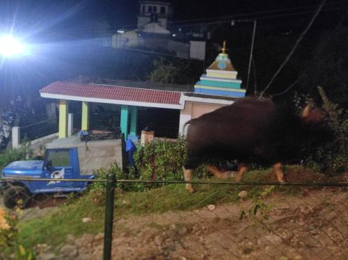a bull grazing in front of a church at night at Frozen Monks in Kodaikānāl