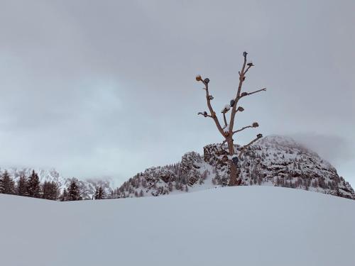 a tree in the snow with a mountain in the background at mansardacourmayeur in Courmayeur