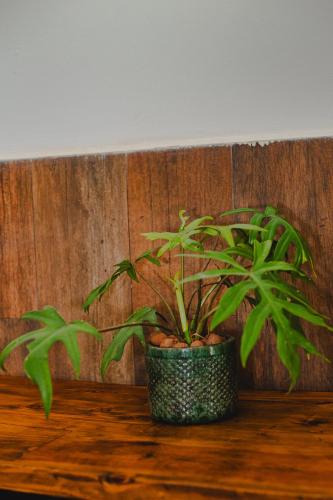 a plant in a pot sitting on a wooden table at Quinta da Bocaina in Amparo