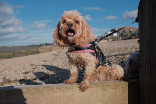 a small brown dog sitting on a wooden fence at CASALIE at Seasalter Whitstable in Seasalter