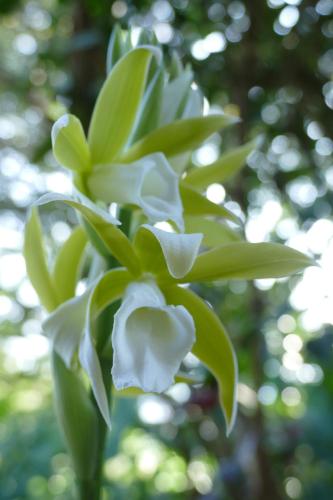 a close up of a white flower on a tree at Casitas Vista Verde in Bajo Boquete