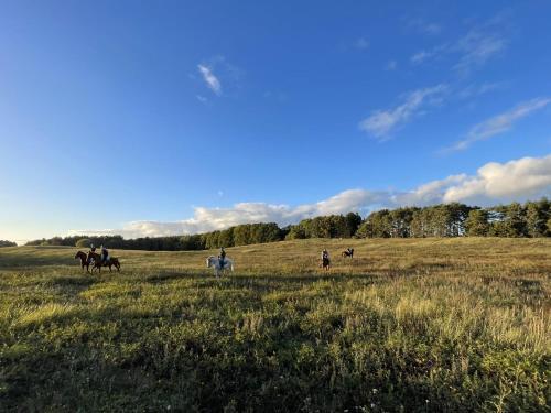 een groep mensen die paardrijden in een veld bij Cavalan Ranch 