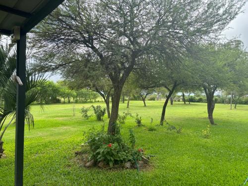 a tree in the middle of a grass field at Casa roja in Fray Bentos