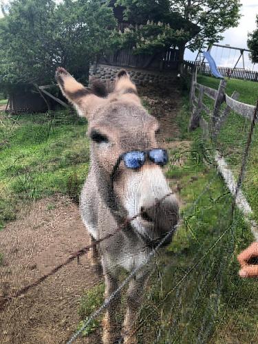 a donkey wearing glasses is standing behind a fence at Webergütl in Auna di Sopra