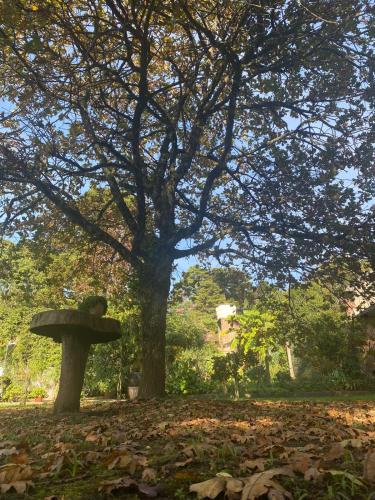 a tree and a bird bath in a park at Casa Baseggio in Canela