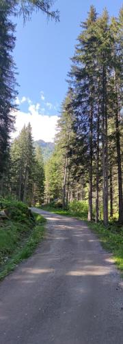 a road in the middle of a forest with trees at Genziana Apartment in Marilleva