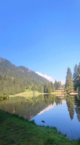 a view of a lake with trees in the background at Genziana Apartment in Marilleva