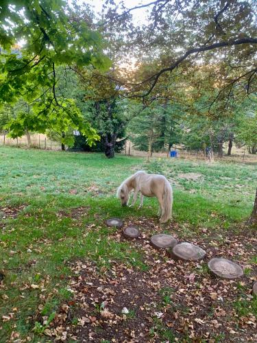 a white horse standing in a field under a tree at Chalet Le Tilleul in Valdeblore