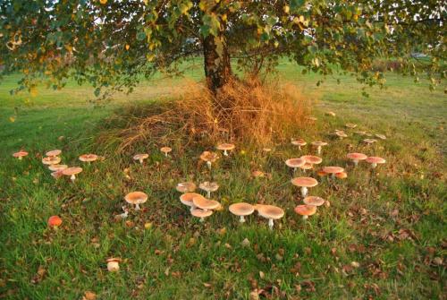 a group of mushrooms in the grass under a tree at B&B Noflik Haule in Haule