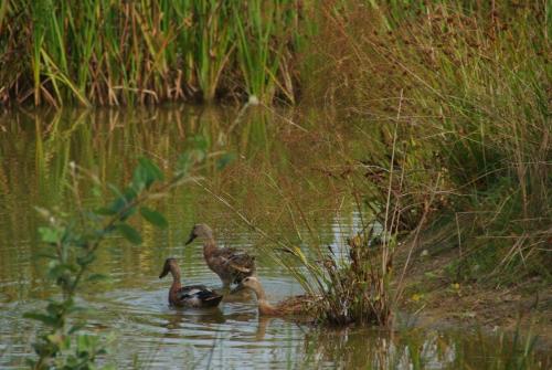 three ducks swimming in the water on a lake at B&B Noflik Haule in Haule