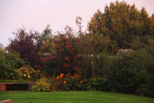 a garden with a bush with red flowers and trees at B&B Noflik Haule in Haule
