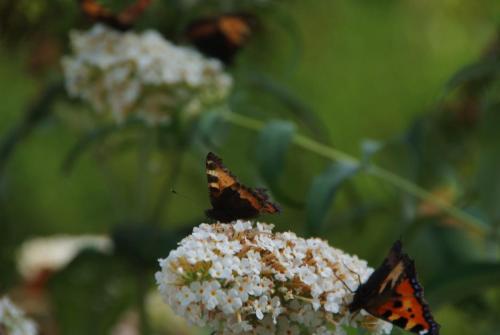 two butterflies are sitting on a white flower at B&B Noflik Haule in Haule