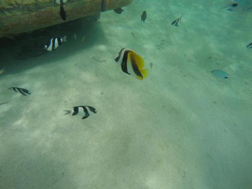 a group of fish swimming in the water at Flo Villa in La Gaulette