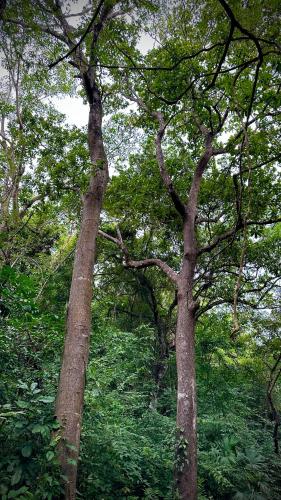 two tall trees in a lush green forest at Eco Hotel Amanecer Tayrona in El Zaino