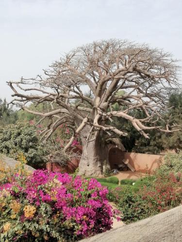 a large tree in a garden with pink flowers at la villa sur la plage in Palmarin