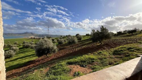 a field of olive trees on a hill next to the ocean at La Belle Etoile in Ouazzane