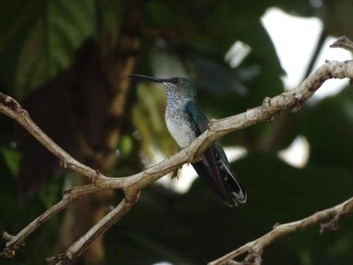 a humming bird perched on a tree branch at Eco Hotel Amanecer Tayrona in El Zaino