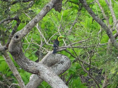a bird sitting on top of a tree branch at Eco Hotel Amanecer Tayrona in El Zaino