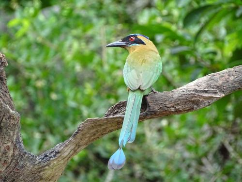 a bird is sitting on a tree branch at Eco Hotel Amanecer Tayrona in El Zaino