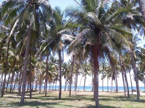 a group of palm trees on a beach with the ocean at Hoang Nga Garden Guesthouse in Mui Ne