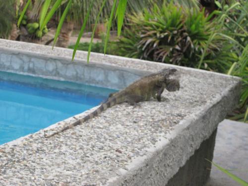 a lizard sitting on a ledge next to a swimming pool at Guacamayo Rooms & Bungalows in Máncora