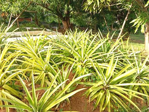 eine Gruppe grüner Pflanzen in einem Garten in der Unterkunft Villa léïna, écotourisme jardin visite, chambre privée in Le Robert