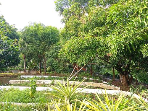 Villa léïna, écotourisme jardin visite, chambre privée tesisinin dışında bir bahçe