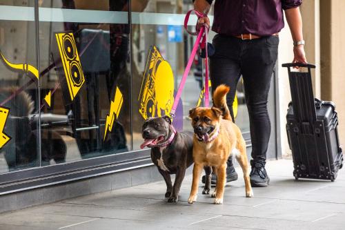 a person walking a dog on a leash at Ink Hotel Melbourne Southbank in Melbourne