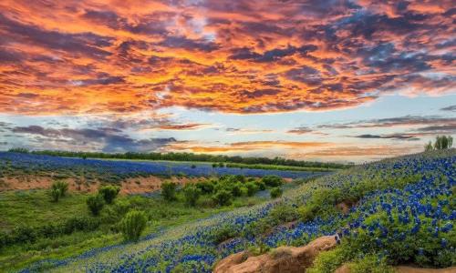 une peinture d'un champ de fleurs avec un coucher de soleil dans l'établissement 2 Kings Hot Tub Modern Cottage Hill Country, à Blanco