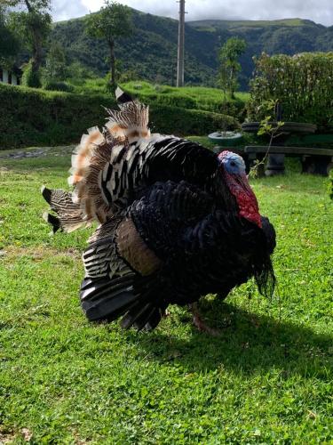 a turkey standing in the grass in a field at Hacienda la campiña in Quito