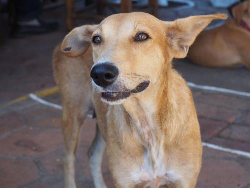 a brown dog is looking at the camera at Hotel Restaurante Spa La Barca de Oro in Las Peñitas