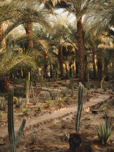 a garden of palm trees and cacti in a museum at Al Moudira Hotel in Luxor