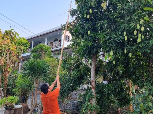 a man is picking fruit from a tree at Sawasdee Sichang Resort in Ban Tha Thewawong