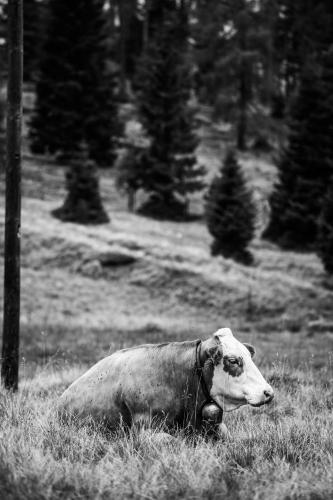 a cow laying in the grass in a field at Bungalow „Zeitlos am Berg“ auf der Hochrindl in Sirnitz-Sonnseite