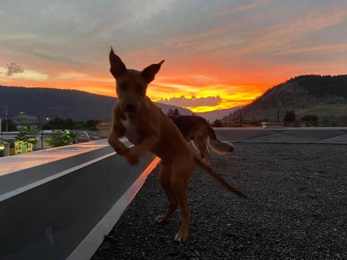 a dog standing on a ledge with the sunset in the background at coldwater hotel in Merritt