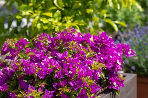 a bunch of purple flowers in a box at Seehotel Restaurant Lackner in Mondsee