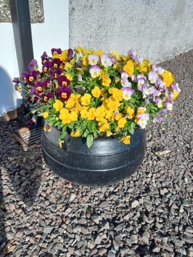 a pot of flowers sitting on the ground at Bramble Cottage in Dungannon