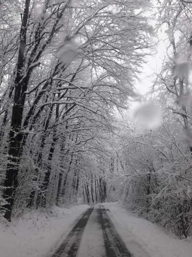 a snow covered road in a forest with trees at Kuća za odmor Anita in Generalski Stol