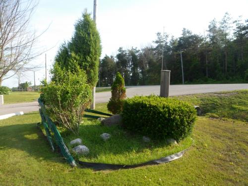 Κήπος έξω από το The Silver Birch Motel