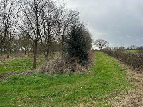 a tree in the middle of a field with trees at A family and dog friendly haven, The Hayloft. in Saxmundham