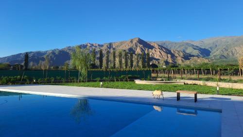 a dog standing on the edge of a swimming pool at BuenaVid By CafaYate ViP in Cafayate