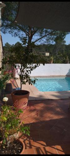 un pot dans un pot à côté d'une piscine dans l'établissement Grande maison en pierre dans la colline varoise, à Vidauban