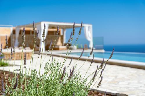 a plant with white flowers in front of a pool at PARGA Villas Collection in Parga